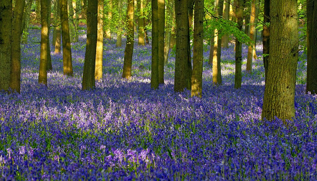 Photo of Bluebells in the woods at Ashridge